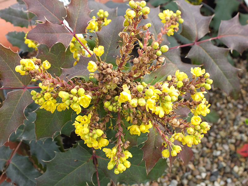 Mahonia x wagneri 'Pinnacle'-1631