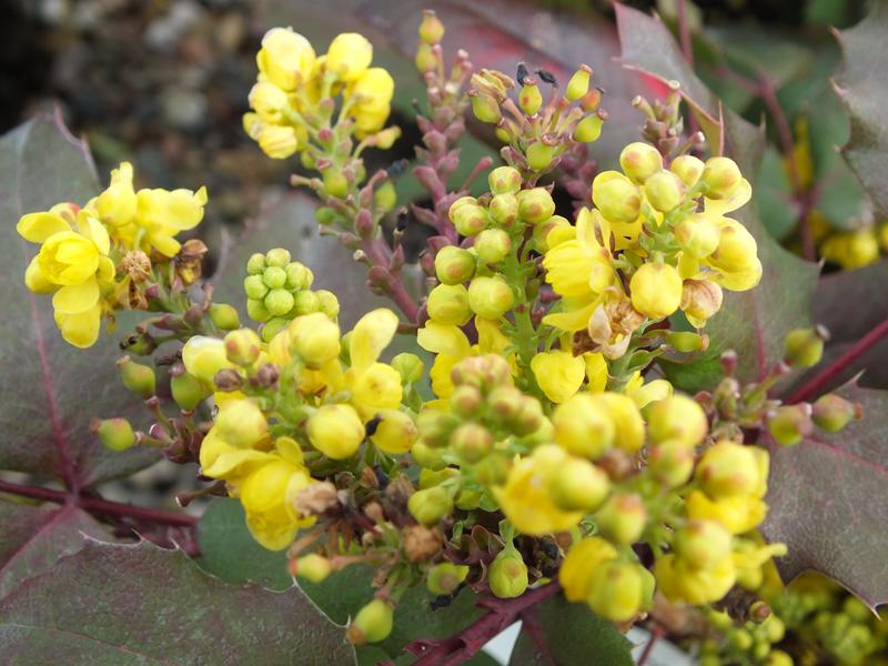 Mahonia 'Sioux'-1630