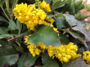 Mahonia 'Sioux'-0