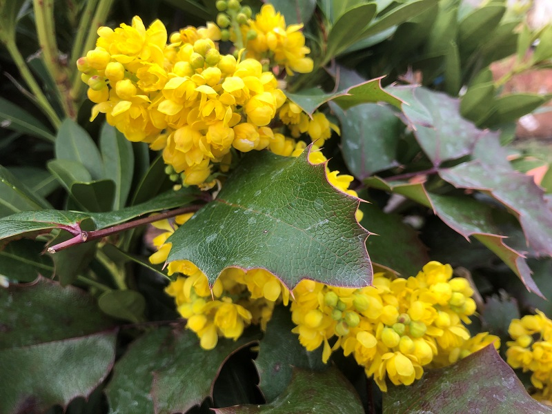 Mahonia 'Sioux'-0