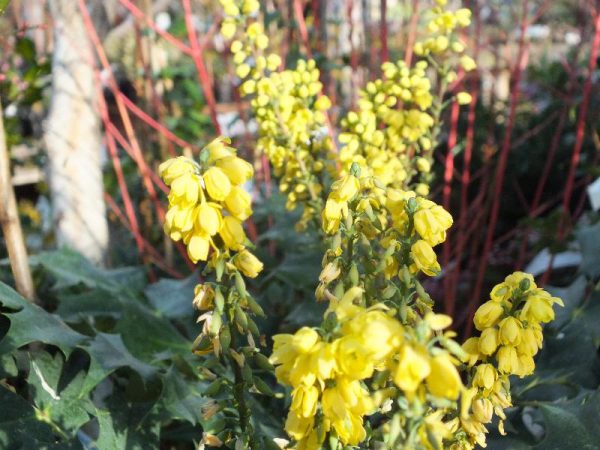 Mahonia x media 'Winter Sun'-0
