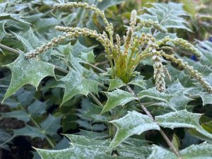 Mahonia x media 'Lionel Fortescue'-25009