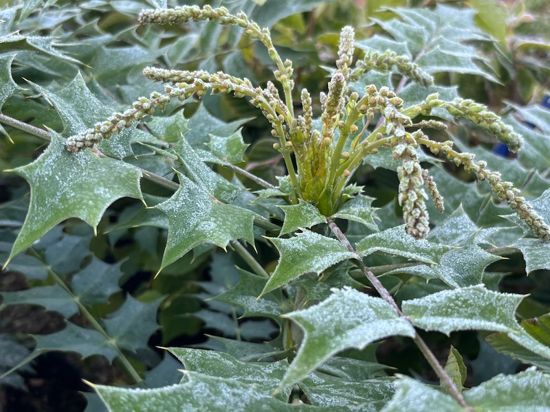 Mahonia x media 'Lionel Fortescue'-25009