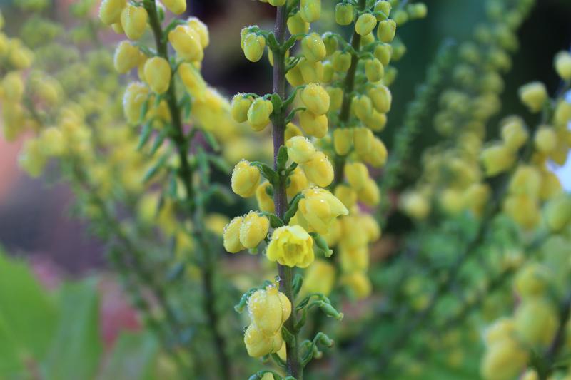Mahonia x media 'Winter Sun'-7476