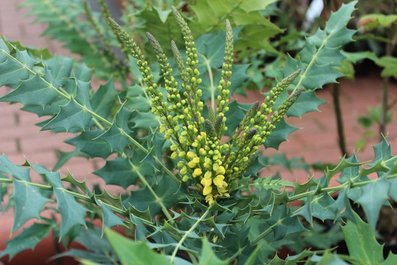 Mahonia x media 'Winter Sun'-7474