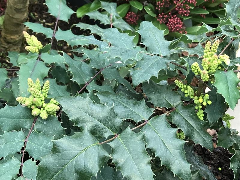 Mahonia x wagneri 'Pinnacle'-13993