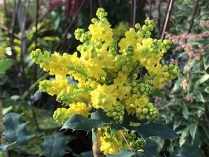 Mahonia x wagneri 'Pinnacle'-0
