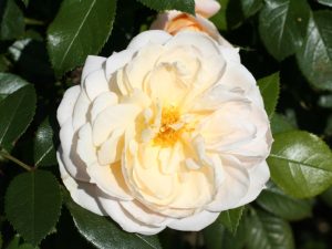 Rosa floribunda Margaret Merril 'Harkuly'-0