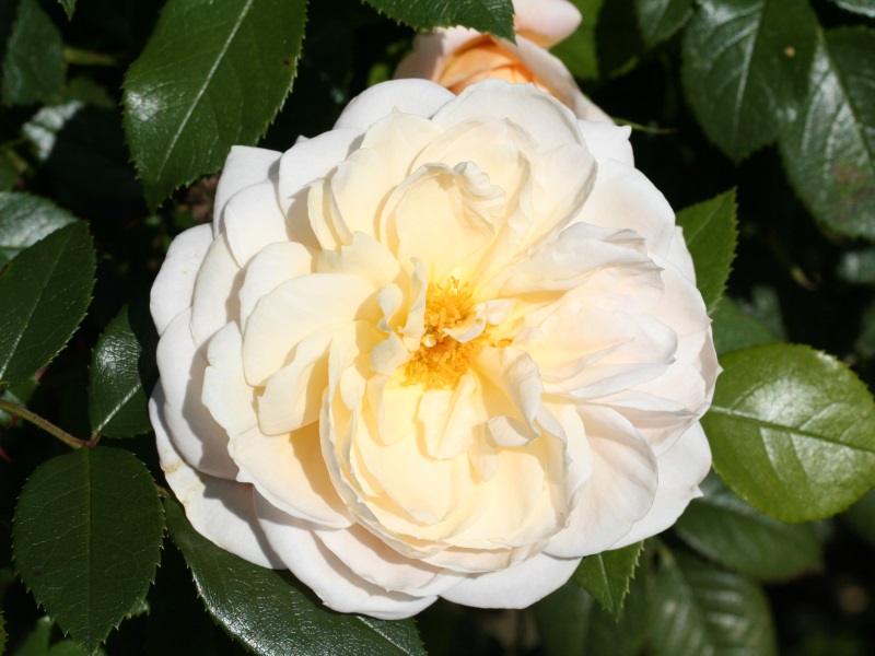 Rosa floribunda Margaret Merril 'Harkuly'-0