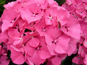 Hydrangea macrophylla 'Masja'-0