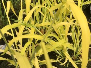 Milium effusum 'Aureum'-0