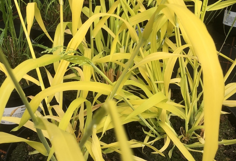 Milium effusum 'Aureum'-0