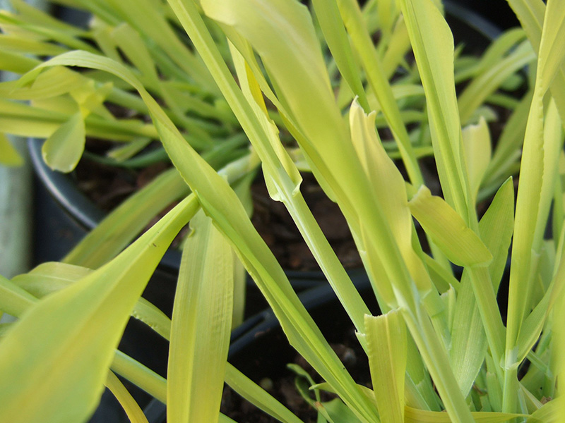 Milium effusum 'Aureum'-1157