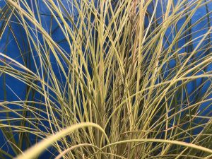 Miscanthus sinensis 'Morning Light'-0