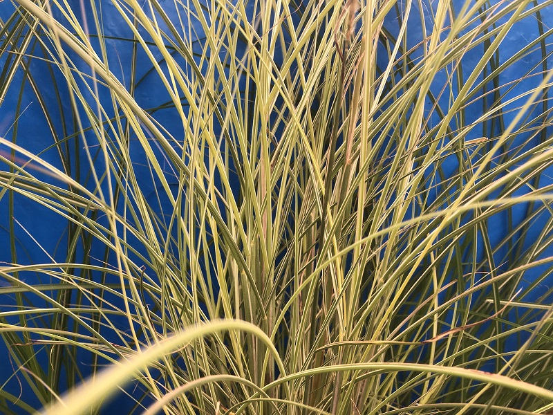 Miscanthus sinensis 'Morning Light'-0