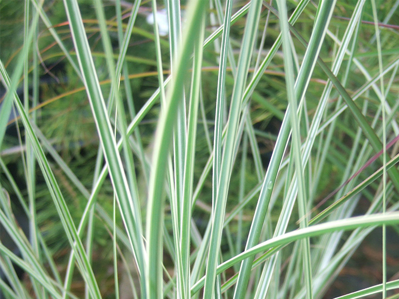 Miscanthus sinensis 'Morning Light'-1156