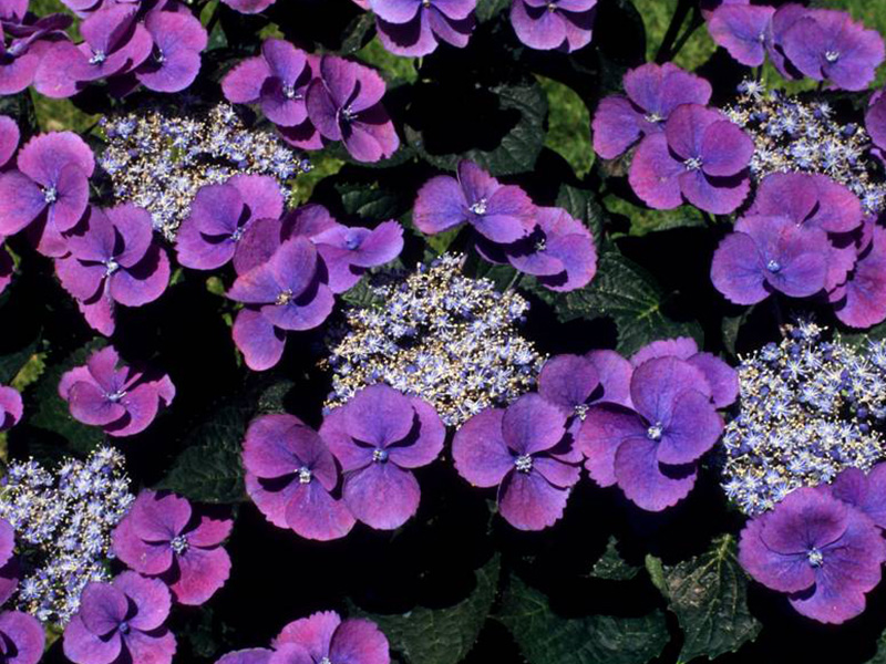 Hydrangea macrophylla 'Nachtigall' (supplied pink)-1550