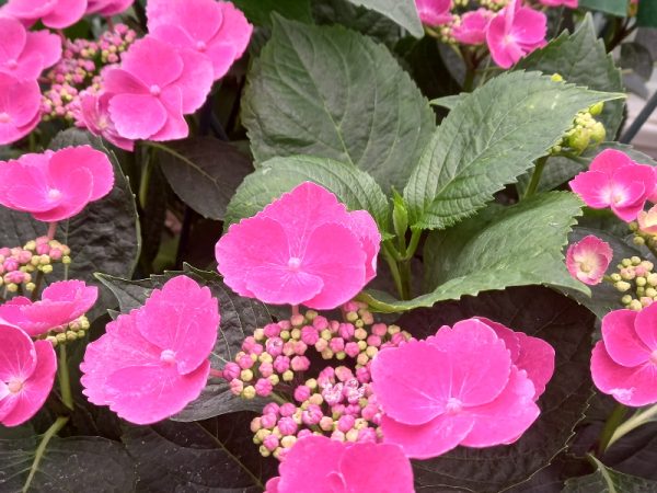 Hydrangea macrophylla 'Nachtigall' (supplied pink)-0