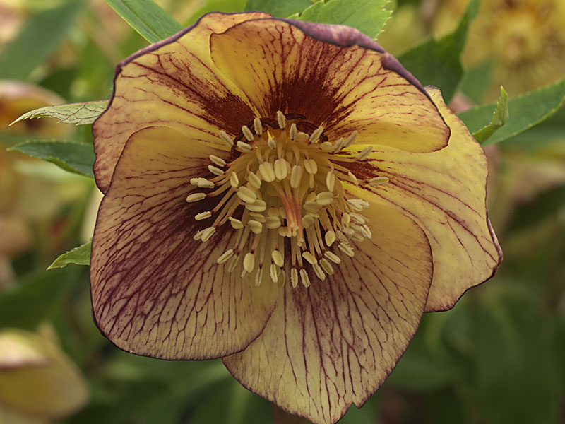 Helleborus x hybridus (Ashwood Evolution Group) Neon shades-0