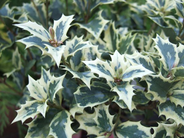 Osmanthus heterophyllus 'Variegatus'-0