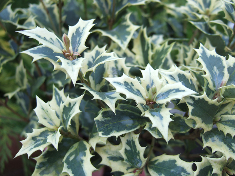 Osmanthus heterophyllus 'Variegatus'-0