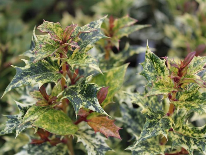 Osmanthus heterophyllus 'Tricolor' (syn. 'Goshiki')-26444