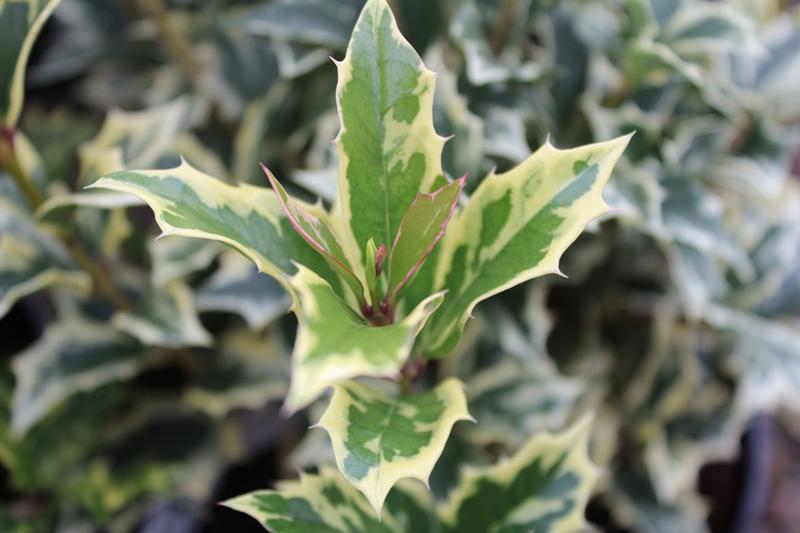 Osmanthus heterophyllus 'Variegatus'-7480