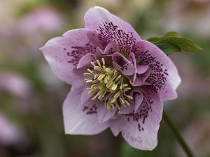 Helleborus x hybridus (Ashwood Garden Hybrids) Anemone form pale pink spotted-0