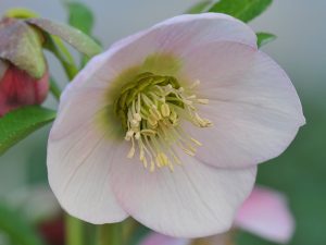 Helleborus x hybridus (Ashwood Garden Hybrids) Single pale pink shades-0
