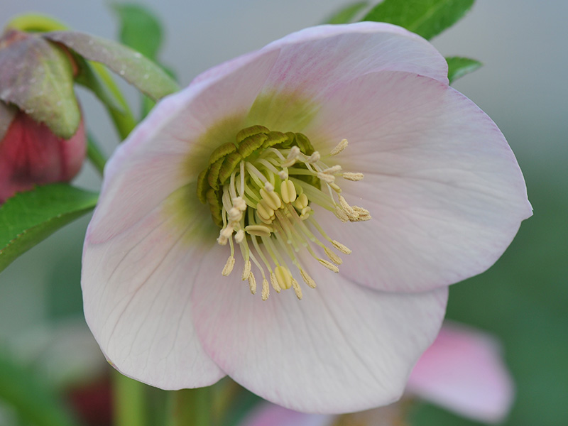 Helleborus x hybridus (Ashwood Garden Hybrids) Single pale pink shades-0