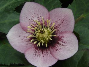 Helleborus x hybridus (Ashwood Garden Hybrids) Single pale pink shades dark nectaries, spotted-0