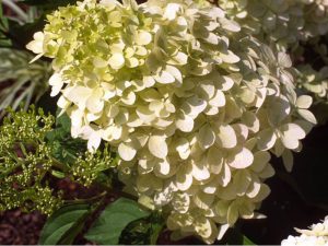 Hydrangea paniculata 'Phantom'-0