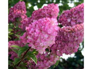 Hydrangea paniculata 'Sundae Fraise'-0