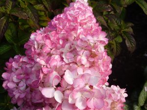 Hydrangea paniculata 'Vanille Fraise'-0