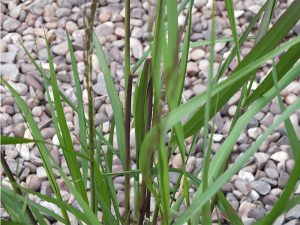 Panicum virgatum 'Heavy Metal'-0