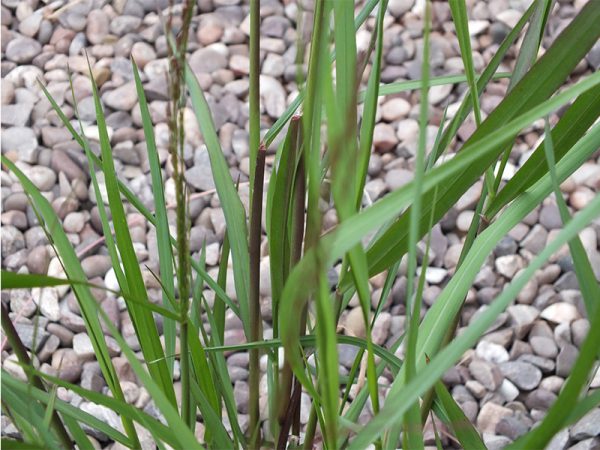 Panicum virgatum 'Heavy Metal'-0