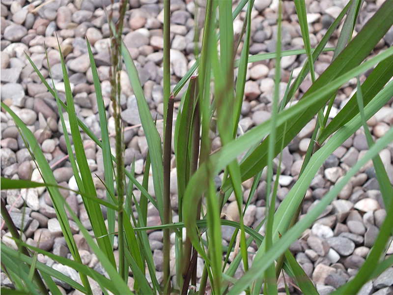 Panicum virgatum 'Heavy Metal'-0