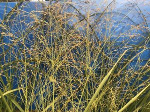 Panicum virgatum 'Prairie Sky’-0