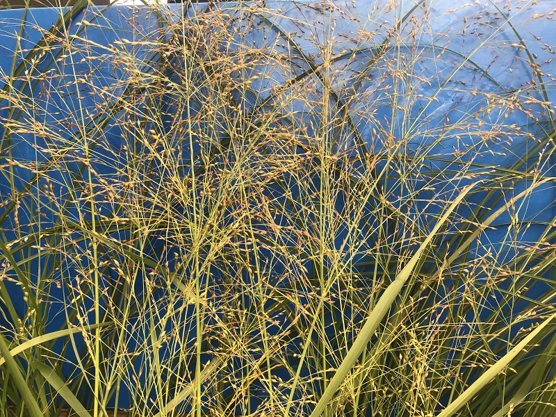 Panicum virgatum 'Prairie Sky’-0