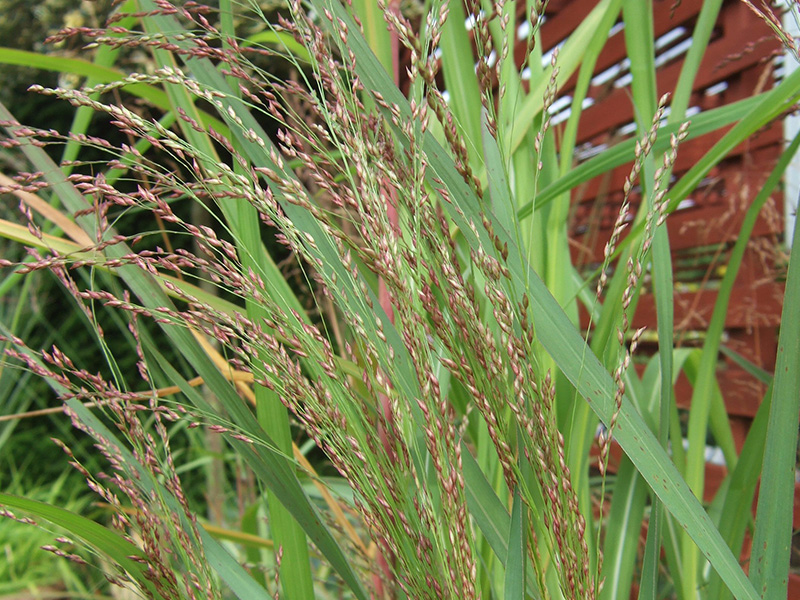 Panicum virgatum 'Warrior'-1158