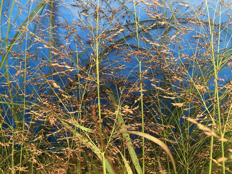 Panicum virgatum 'Warrior'-0