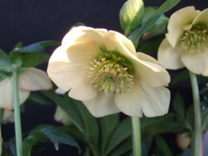 Helleborus x hybridus (Ashwood Garden Hybrids) Single apricot/peach-0
