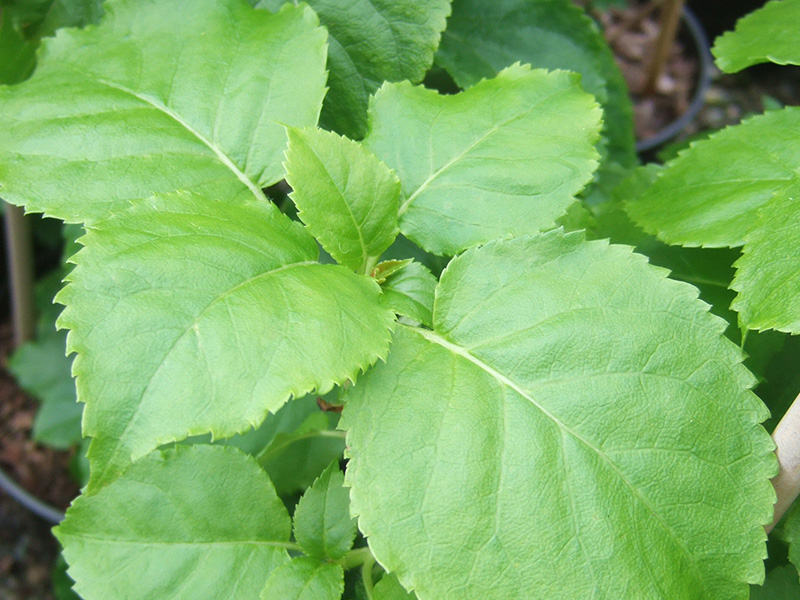 Hydrangea anomala petiolaris-3345