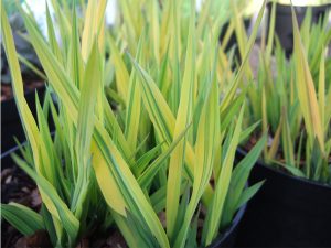 Phalaris 'Artic Sun'-0