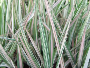 Phalaris arundinacea ‘Feesey’s Form’-0