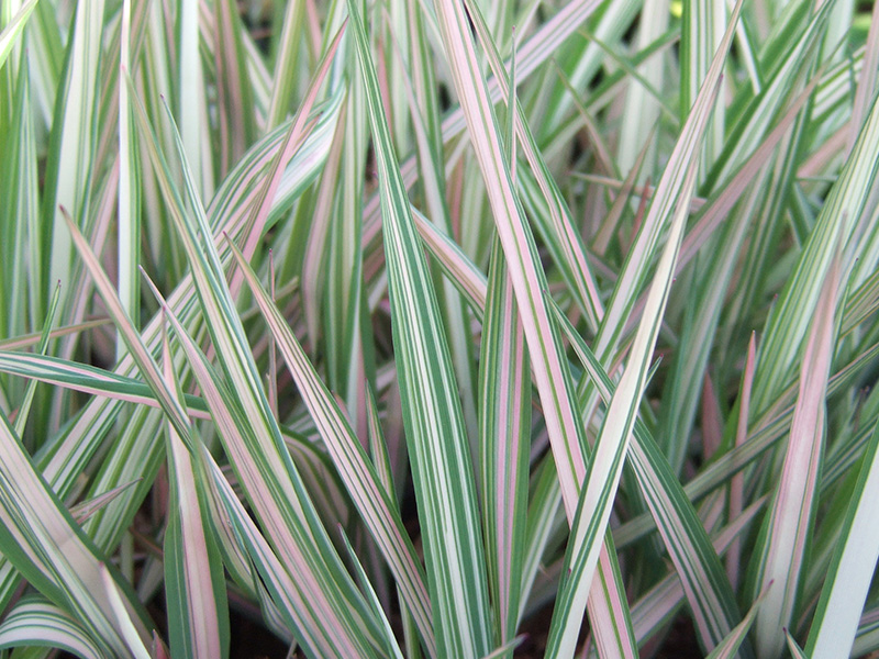 Phalaris arundinacea ‘Feesey’s Form’-0