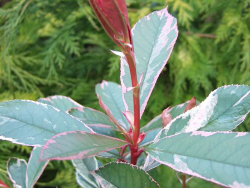 Photinia x fraseri 'Pink Marble'-1638