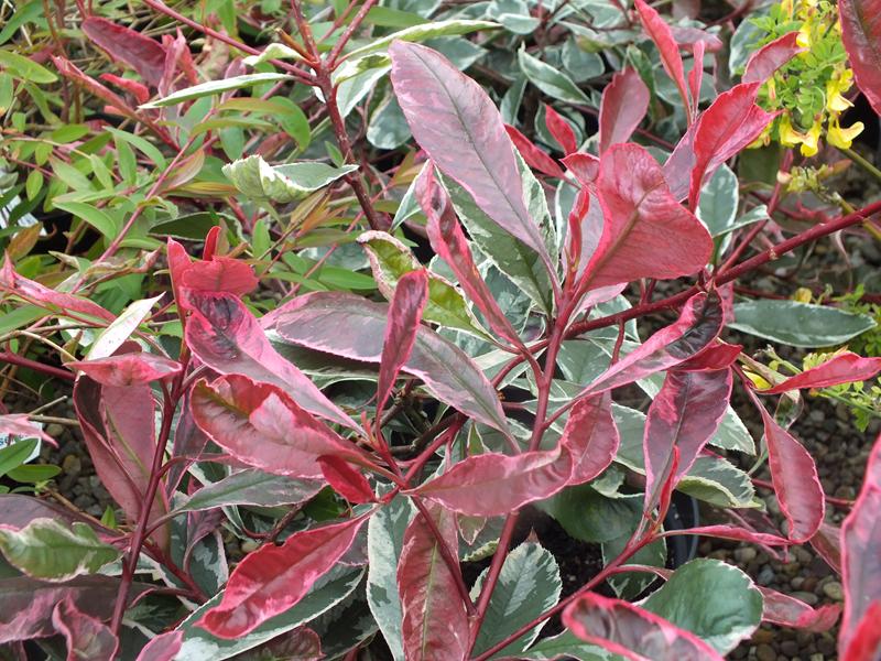 Photinia x fraseri 'Pink Marble'-4447