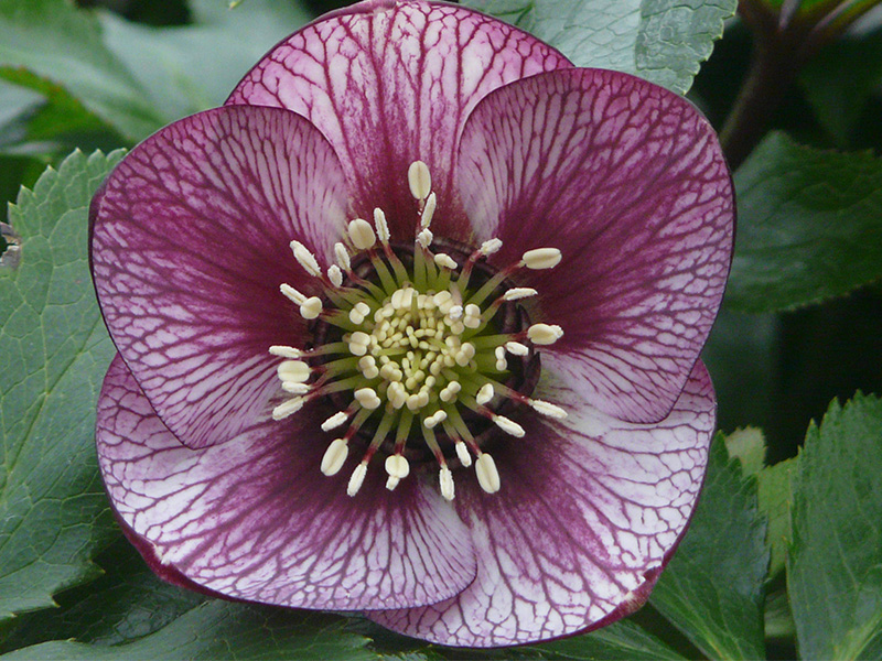 Helleborus x hybridus (Ashwood Garden Hybrids) Single pink picotee shades-1462
