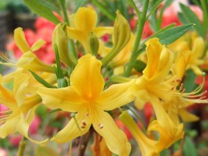 Rhododendron luteum (formerly Rhododendron pontica)-0